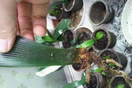 君子兰分株过程图解 君子兰分株过程图解 看我家的君子兰如何分株、播种繁殖，年年开花