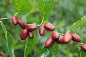 红枣抗过敏 每天10颗枣起抗过敏作用