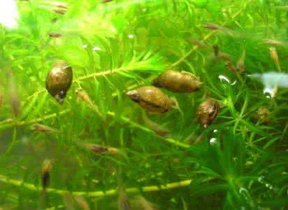 金鱼藻怎么养 金鱼藻怎么养最好