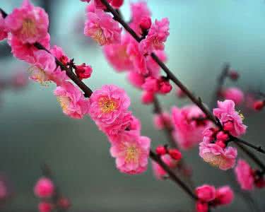 曹雪花艺师博客 【沾花如雪】喜欢的博客信纸(雪梅系列)