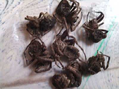 中药店有卖蜘蛛吗 中药蜘蛛