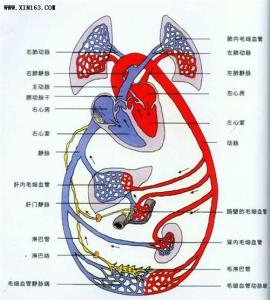 怎样才能促进血液循环 促进血液循环的方法 怎么才能促进血液循环呢