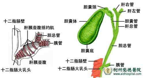 胆囊结实 胆囊结实 胆囊结实是什么症状?