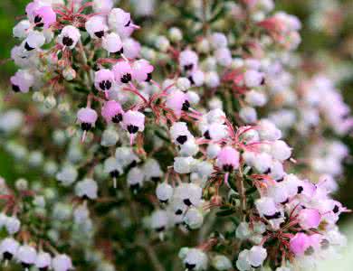 为什么欧石楠代表背叛 欧石楠