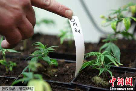 大麻应不应该合法化 大麻应该合法化的10个理由