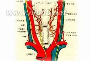 甲状腺结节的病因 甲状腺癌症 甲状腺癌症的病因