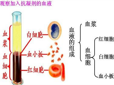 血细胞成分 血液有形成分  各种类型的血细胞  虚线指示中间类型的细胞。