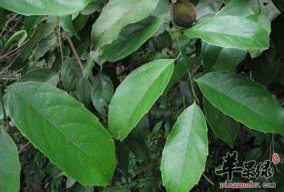 大枫子的功效与作用 大枫子 大枫子图片_大枫子的功效与作用