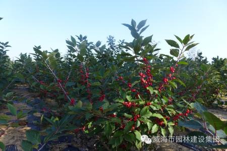 常见园林花卉 【520种常见园林花卉树木（第43期）】