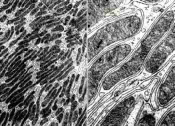 细胞线粒体 肾细胞线粒体