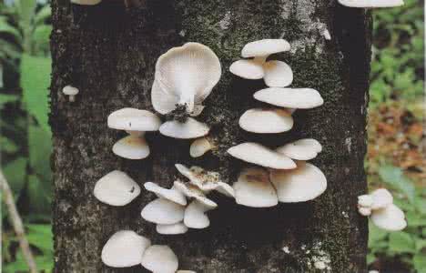 可食用蘑菇图片大全 食用和药用蘑菇  侧耳(Pleurotus ostreatus)  