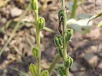 黑芝麻的药用价值 芝麻杆的药用价值 什么是野芝麻 野芝麻的药用价值