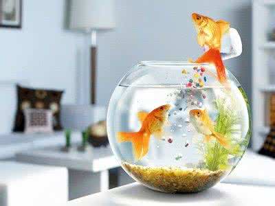 卧室财运风水床的摆放 鱼缸要这样摆，才能让你2015年财运更旺！