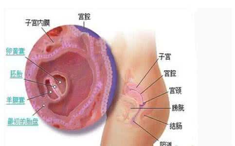 子宫内膜厚度多少正常 子宫内膜多厚适合着床 子宫内膜厚度为多少最适合受精卵着床？