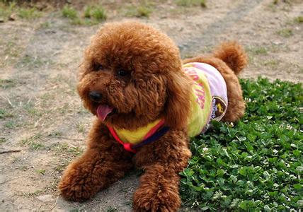 泰迪犬毛发修剪视频 泰迪犬怎样毛发浓密 男人这处毛发浓密女人看了羞红脸