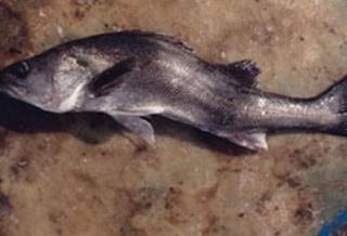 甲鱼的营养价值 甲鱼的营养价值 火头鱼有什么营养价值？