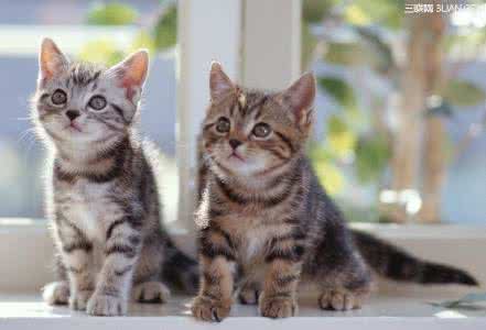 宠物店帮狗接生多少钱 如何帮怀孕的宠物猫接生