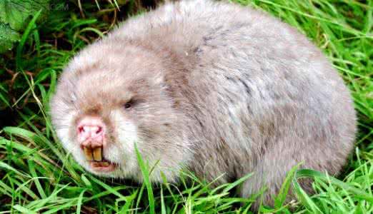 竹鼠的药用价值 竹鼠有什么药用价值