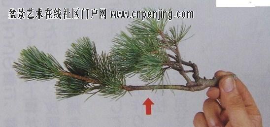 树木盆景制作技法 盆景的修剪技法