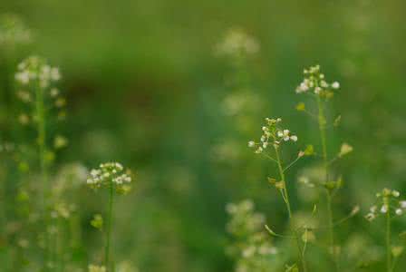 市井贵胄 荠菜 野菜八卦之市井贵胄——荠菜和蒲公英