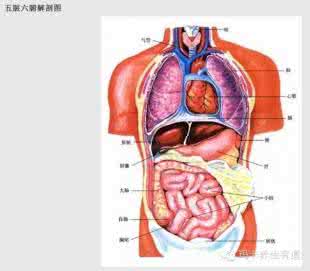中医五脏六腑功能详解 中医教您、把五脏六腑“打扫干净”！