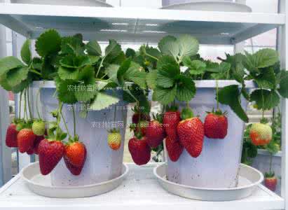 多肉植物分株繁殖 盆栽植物怎么分株繁殖,一盆变多盆?多种盆栽分类解说!