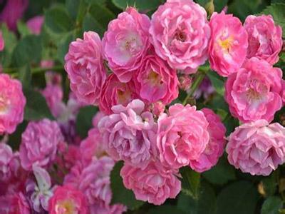 蔷薇几年能开花 蔷薇什么时候开花