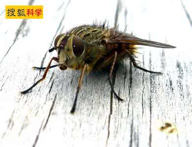 科学家未解之谜 科学家解开“苍蝇难拍”之谜