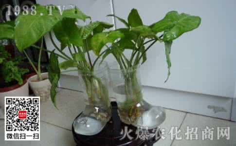 滴水观音烂根处理方法 滴水观音烂根怎么办 滴水观音的繁殖方法