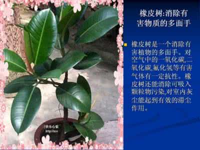 家庭常见植物 家庭常見植物的功效
