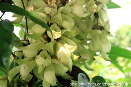 娇韵诗花样年华精华水 句句精华：花般的年华，永不言谢