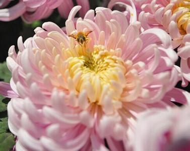 东湖公园菊花展 2015北京昌平公园菊花展时间、门票、交通及看点