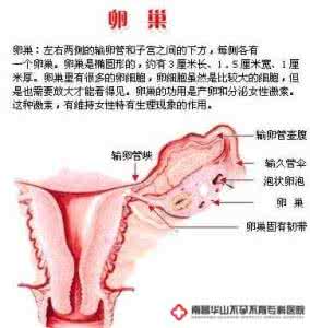 卵巢是女人的根 女人卵巢是这样被毁的