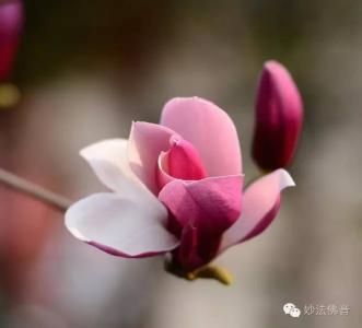 佛心慧语 【佛心慧语】给生命一个微笑的理由