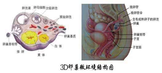 试管婴儿多囊卵巢 试管婴儿多囊卵巢 卵巢功能影响泰国试管婴儿 怎么样提高卵巢功能??