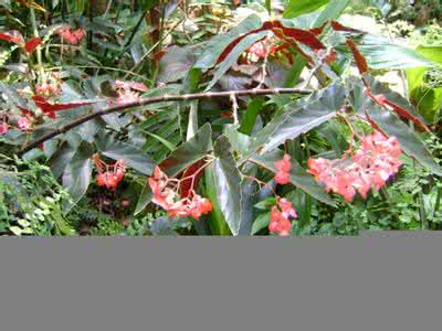 竹节秋海棠怎么繁殖 竹节秋海棠图片和介绍