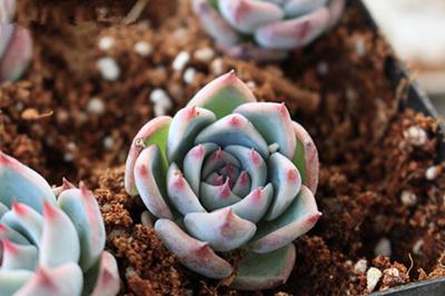 多肉植物怎么浇水 【技术贴必mark】给多肉浇水，你必须要知道的那些事~