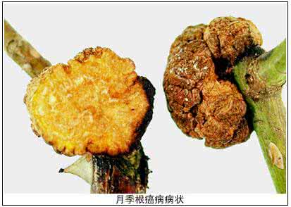 花卉病虫害防治大全 花卉根癌病的防治(图)