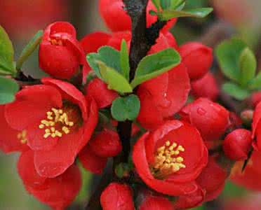 海棠品种和名称图片 海棠花的种类