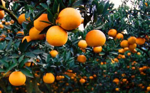 青见柑橘的营养价值 柑橘 柑橘的营养价值