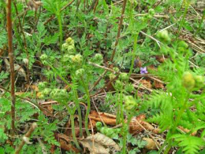 100种野菜图片大全 春天野菜大全图解