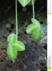 匍匐茎的植物 具匍匐茎的