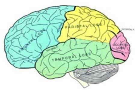 最强大脑郭敬明被打脸 大脑能被装满吗?