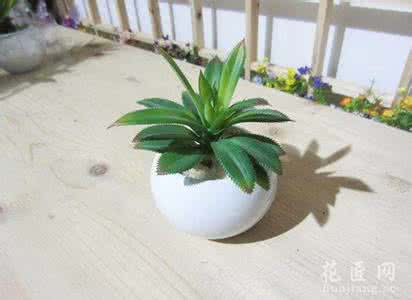 水培植物养殖注意事项 水培龙舌兰的养殖方法和注意事项