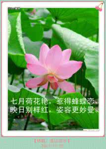 十二个幸福月,十二朵美丽花,十二首动人诗
