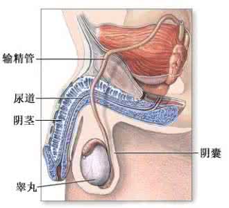 男性生殖器疾病种类 男性生殖器性疾病 生殖器疾病 男性生殖器疾病有哪些