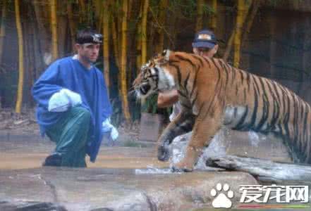 动物咬伤急救常识 驯兽师表演中被老虎咬 被动物咬伤的急救