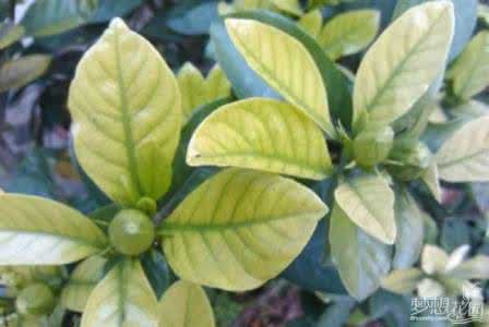 家养栀子花叶子发黄 栀子花叶子发黄 【栀子叶子发黄怎么办】栀子花怎么养