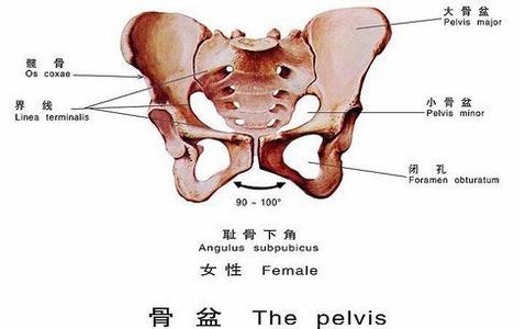 骨盆大小是天生的吗 屁股大好生?揭秘骨盆真相