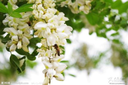 杨槐花 杨槐花 洋槐花